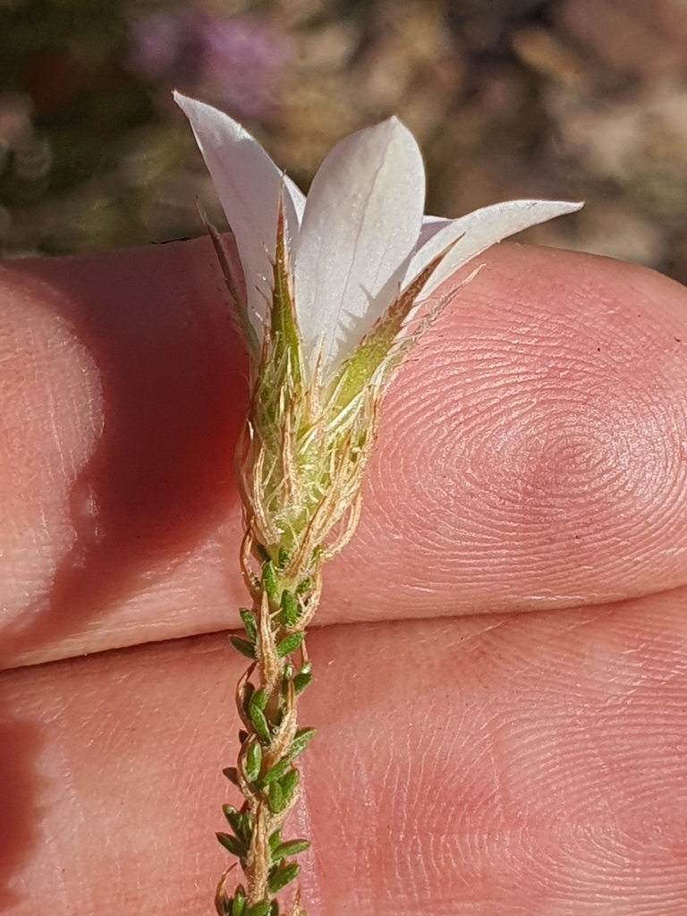 Small-leaf Bell