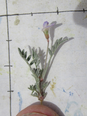 Astragalus nuttallianus austrinus