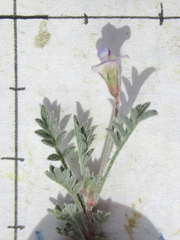 Astragalus nuttallianus austrinus