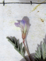 Astragalus nuttallianus austrinus