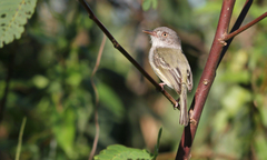 Hemitriccus margaritaceiventer