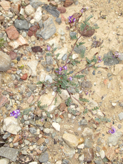 Astragalus emoryanus