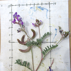 Astragalus emoryanus