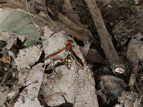 Variegated Paper Wasp