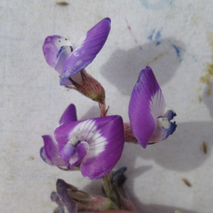 Astragalus emoryanus