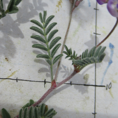 Astragalus emoryanus