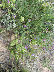 Astragalus allochrous