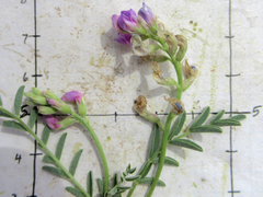 Astragalus allochrous