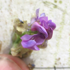 Astragalus allochrous