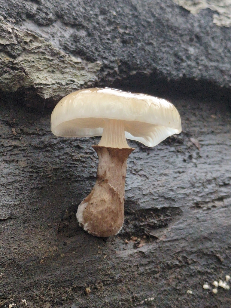 Oudemansiella mucida · November 2025 · photo: © vincent_b (iNaturalist, cc-by)