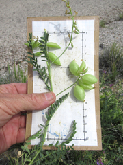 Astragalus allochrous