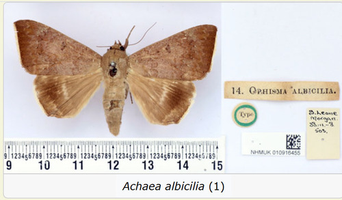 Achaea albicilia
