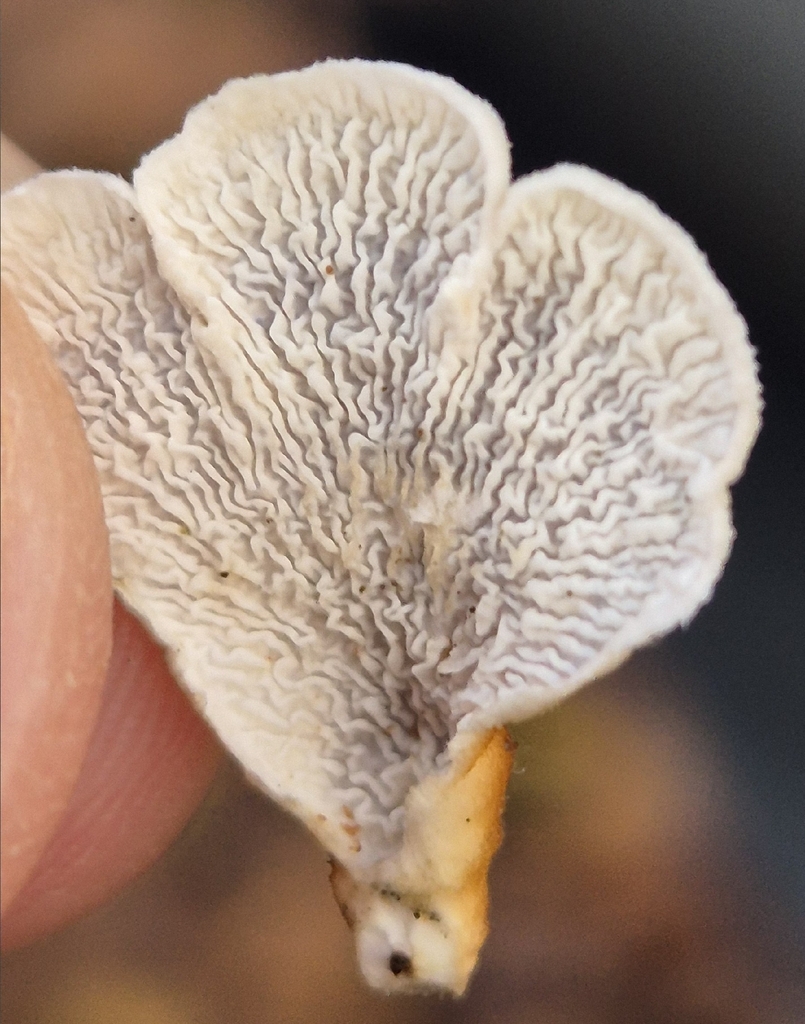 Plicatura crispa · November 2025 · photo: © danm89 (iNaturalist, cc0)