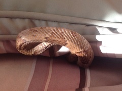 Trimorphodon paucimaculatus