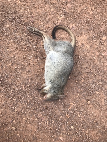 Brush-tailed Bettong (Bettongia penicillata)