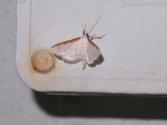Palpita minuscula