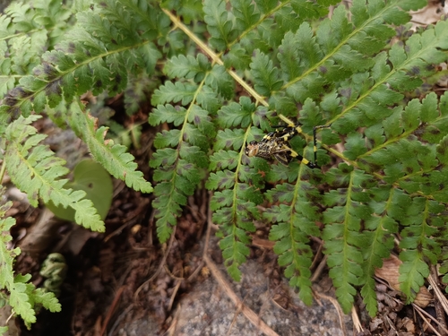 Zoniopoda tarsata