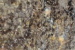 Umbilicaria torrefacta