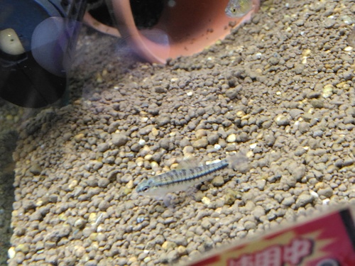 Banded characidium (Characidium fasciatum) — Crenuchidae