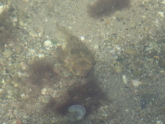 Chilomycterus antillarum