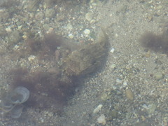 Chilomycterus antillarum