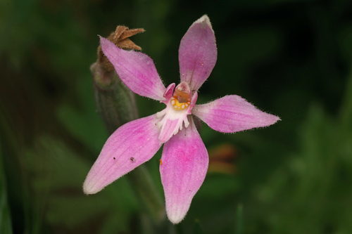 Pink Fairies (Caladenia latifolia)