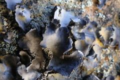 Umbilicaria torrefacta