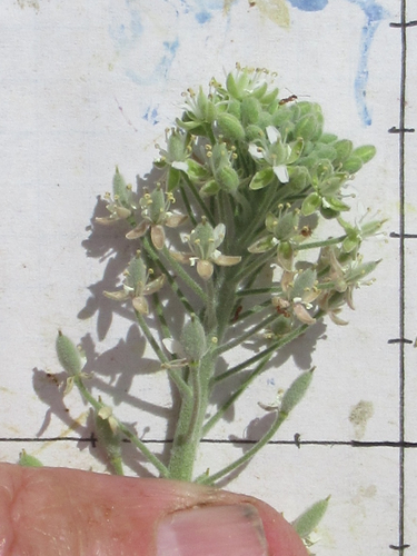 Trans-Pecos cress (Mancoa pubens)