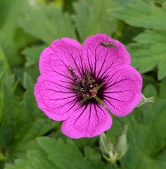 Geranium psilostemon, photograph (c) Michael, Antoni and Nihat Hinczewski, some rights reserved (CC BY)