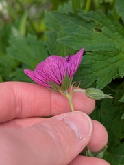 Geranium psilostemon, photograph (c) Michael, Antoni and Nihat Hinczewski, some rights reserved (CC BY)