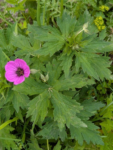 Geranium psilostemon, photograph 5