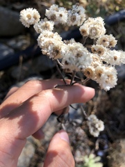 Angiospermae