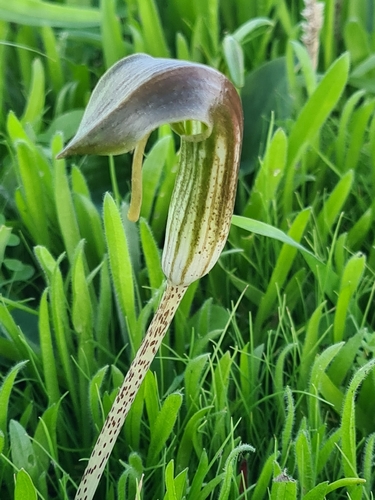 Friar's-cowl (Arisarum vulgare)