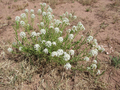 Lepidium alyssoides