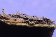 Umbilicaria torrefacta