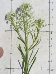 Lepidium alyssoides