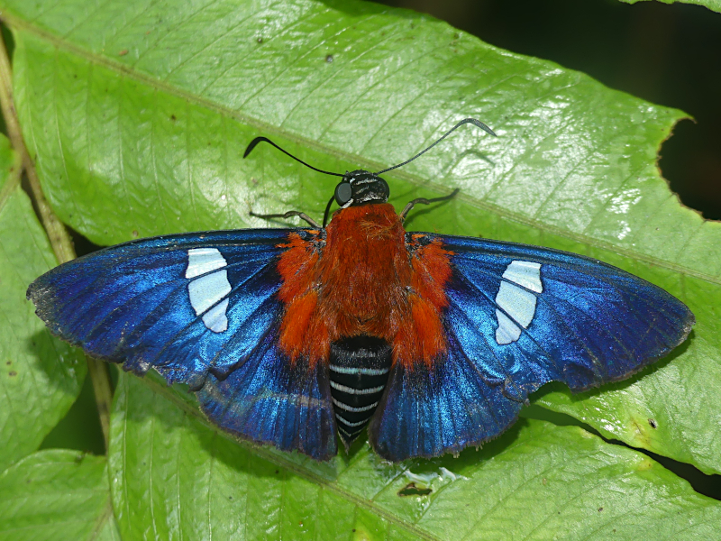 Yanguna thelersa