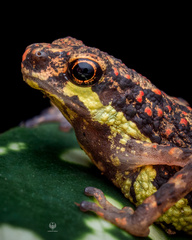 Inger's Short-Legged Dwarf Toad photo 3