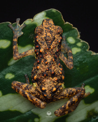 Inger's Short-Legged Dwarf Toad photo 2