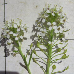 Lepidium alyssoides