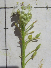Lepidium alyssoides
