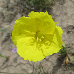 Oenothera tubicula