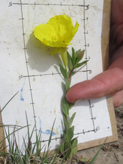 Oenothera tubicula