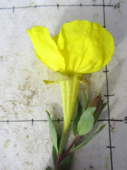 Oenothera tubicula