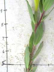 Oenothera tubicula