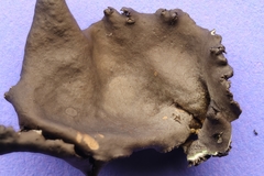 Umbilicaria torrefacta