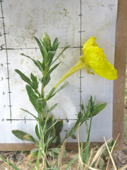 Oenothera tubicula