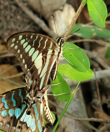 Coastal Swordtail