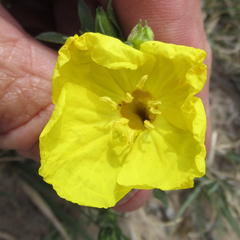 Oenothera tubicula