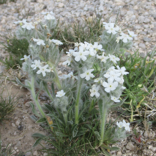 rough cryptantha (Cryptantha oblata)